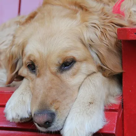 Kisik Konagi 3* Yesilyurt (Canakkale)