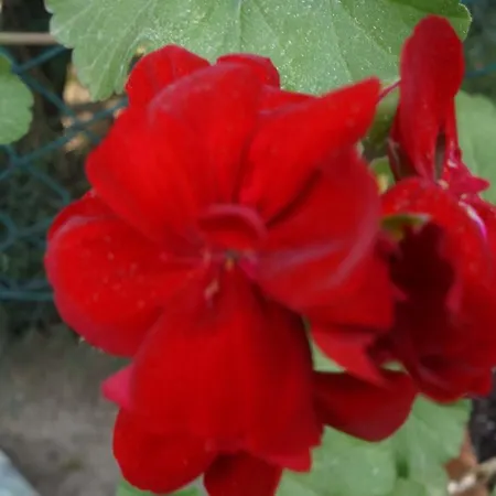 Maison d'hôtes Kisik Konagi