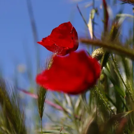 Pensjonat Kisik Konagi 3*