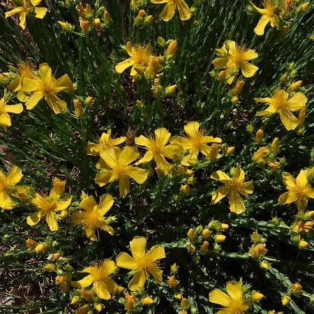 Pensjonat Kisik Konagi Yesilyurt (Canakkale)