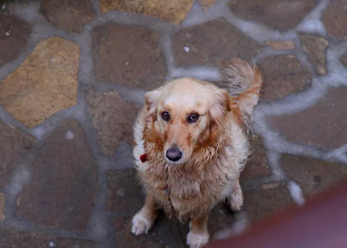 Kisik Konagi 게스트하우스