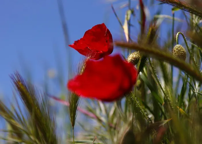 게스트하우스 Kisik Konagi 3*