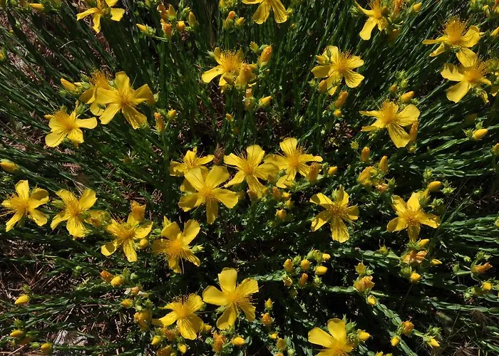 게스트하우스 Kisik Konagi Yesilyurt (Canakkale)