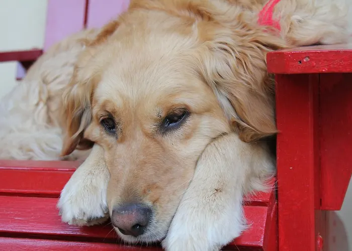 Kisik Konagi 3* Yesilyurt (Canakkale)