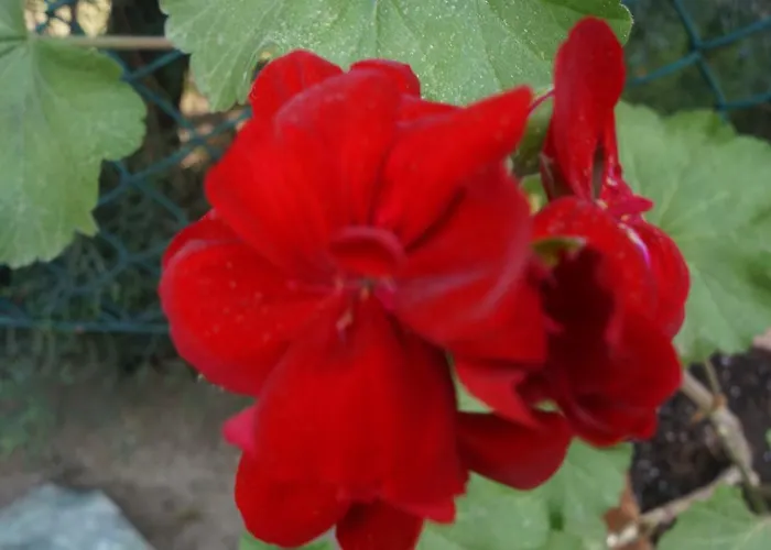 게스트하우스 Kisik Konagi